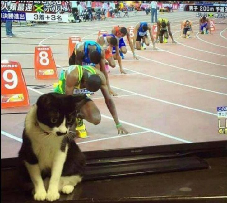 gato frente a tele en carreras