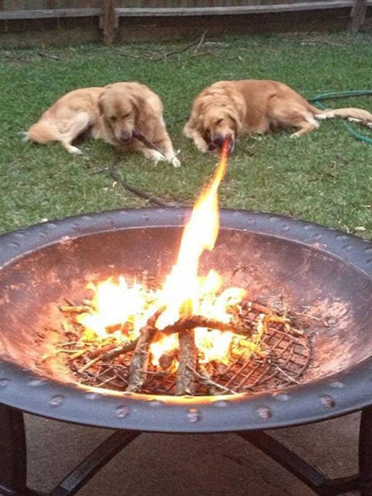 perro bosteza y parece que lanza fuego