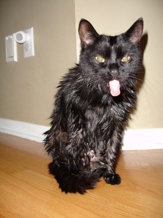 Gatos bañandose