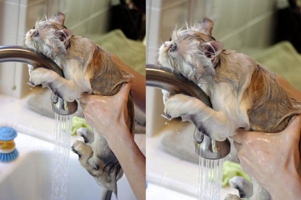 Gatos bañandose