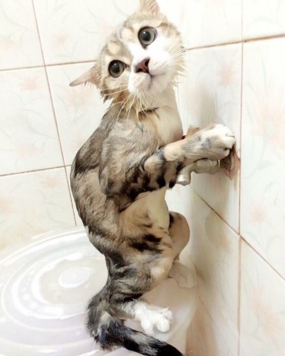 Gatos bañandose