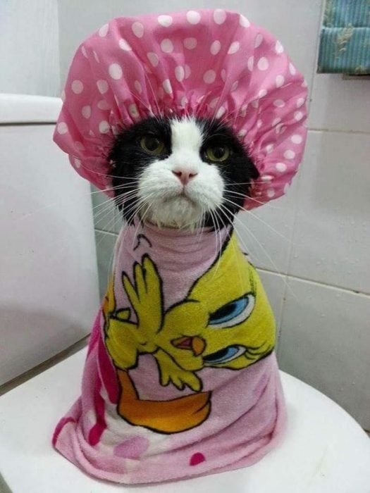Gatos bañandose