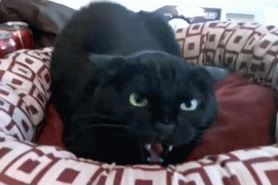 Gato negro enojado