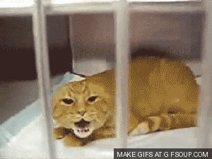 Gif gato en jaula enojado