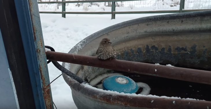 Gorrión en un tubo de acero 