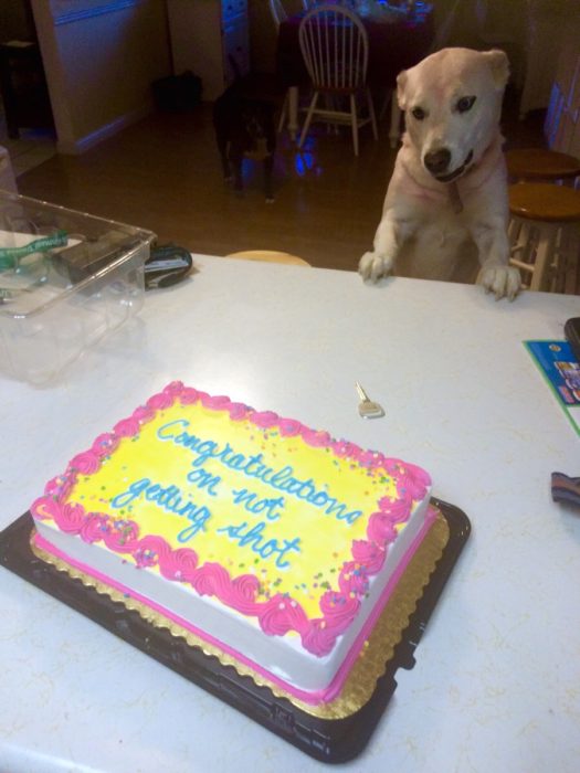 pastel felicidades por no haber muerto