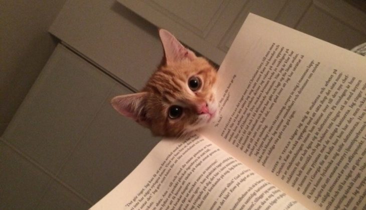 gato se asoma por atrás de un libro