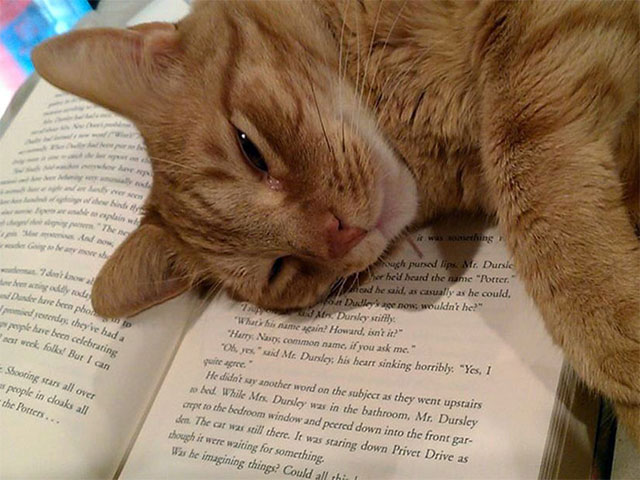 gato dormido en libro abierto