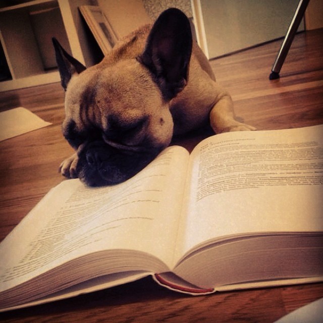 perro se duerme y no deja leer a su dueño