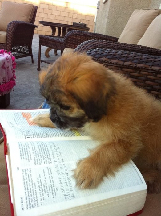 cachorrito leyendo 