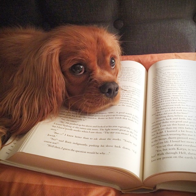 perro se recarga en libro 