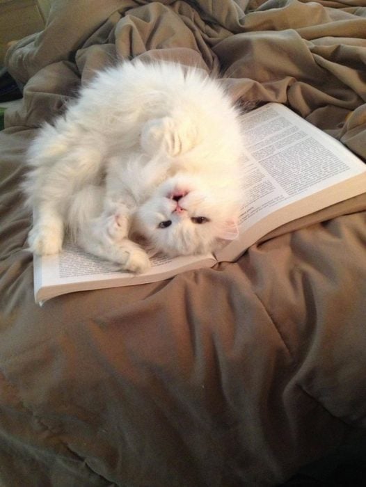 gato blanco acostado sobre libro