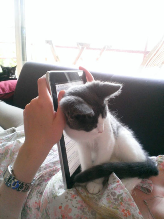 gato sentado justo frente a ipad