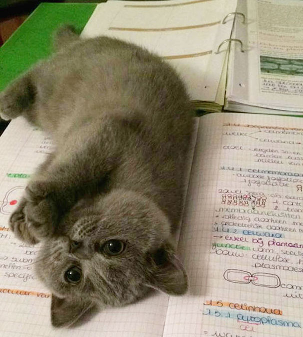 gato se acuesta encima de la tarea