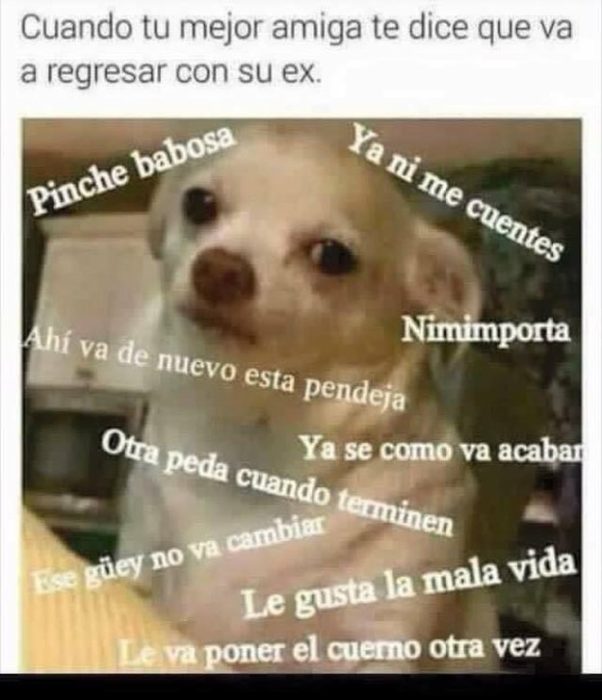 Perrito enojado meme