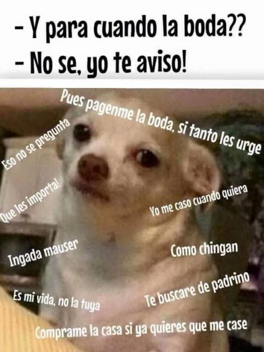 Perrito enojado meme