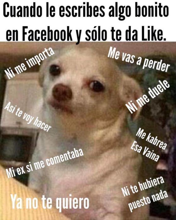 Perrito enojado meme