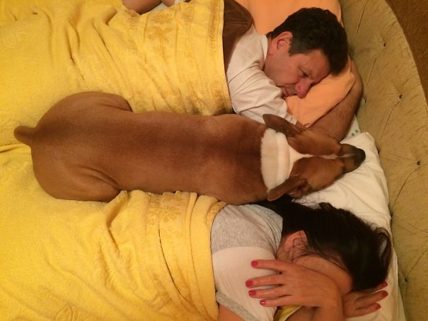 perro dormido entre papá y mamá