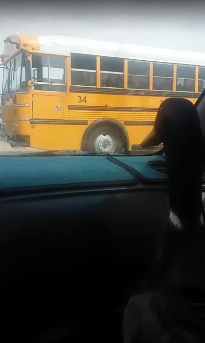 Pato espera a su amigo volver de la escuela