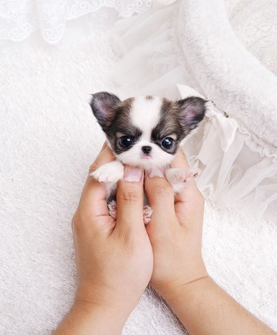 chico Seguid así ajedrez Los 20 perritos más tiernos y pequeños que jamás hayas visto