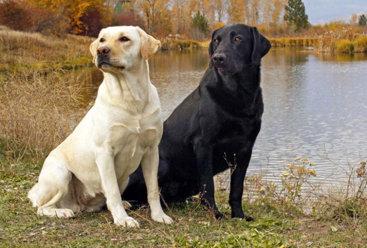 Perros deportivos