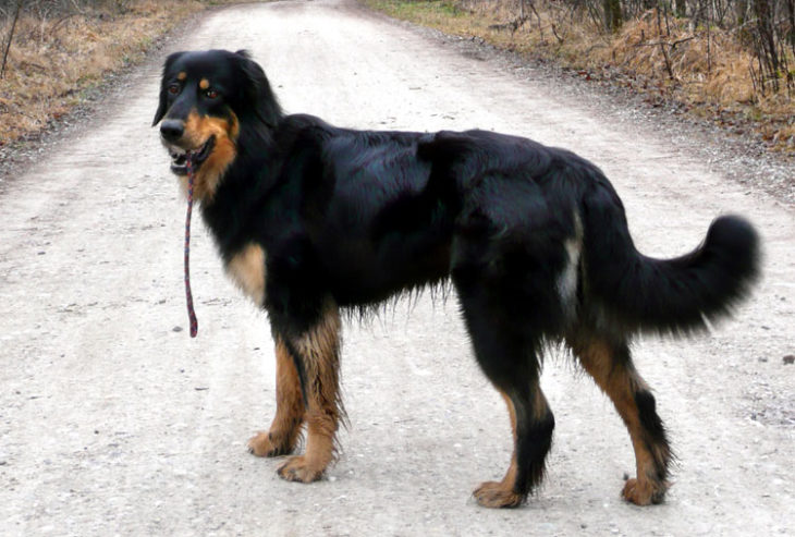 Perros deportivos