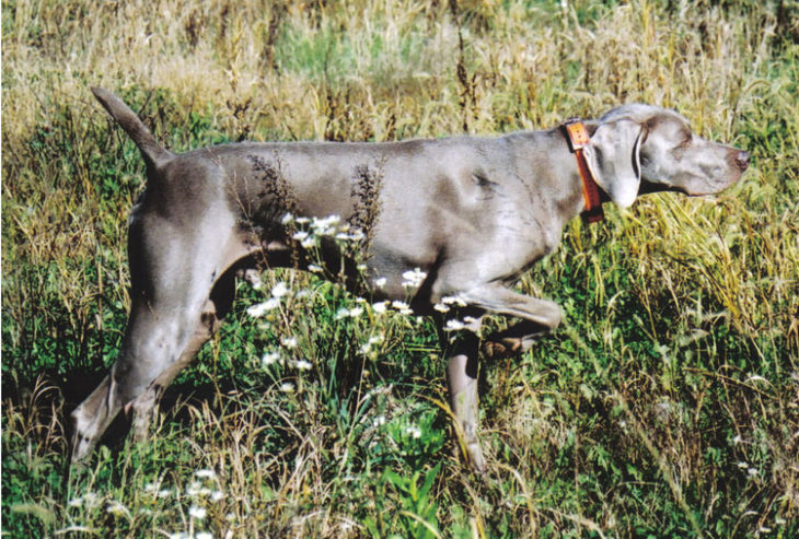 Perros deporte 