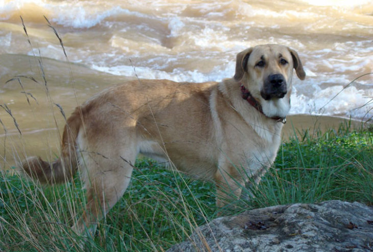 Perros deporte 