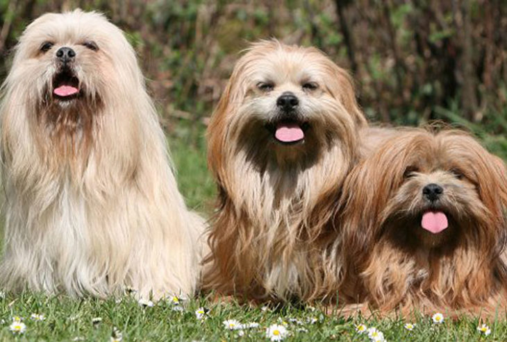 Perros deportistas