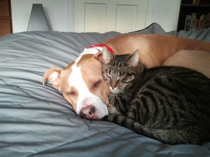 Pitbull y gato dormidos juntos en la cama 