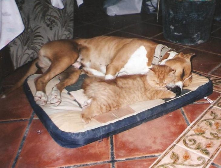 Pitbull y gato dormidos abrazados