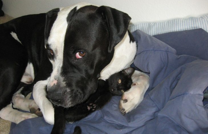 Pitbull blanco con negro y gato negro 