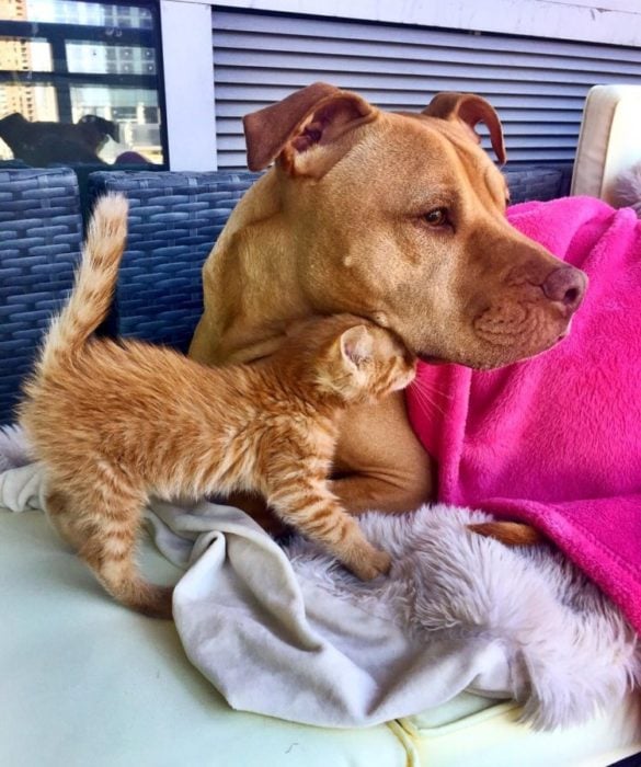 Gato y perro cafés 