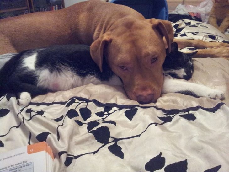 pitbull y gato acurrucados en la cama 