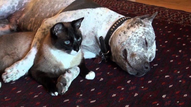 pitbull dormido gato cuidando su sueño