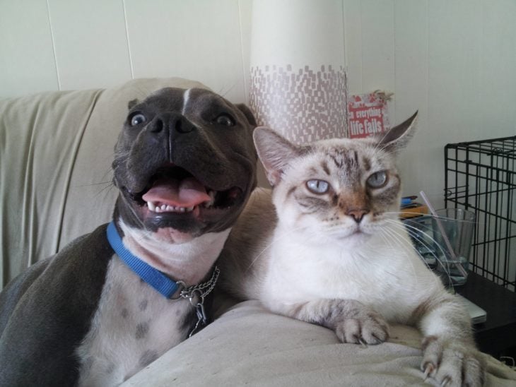 foto pitbull y gato