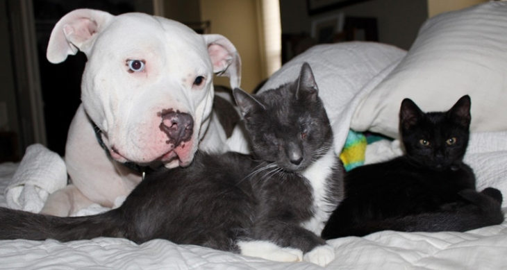 pitbull blanco con negro y gato negro con blanco