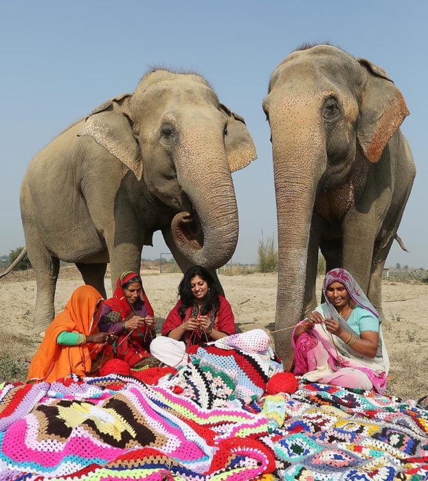 Suéteres para elefantes