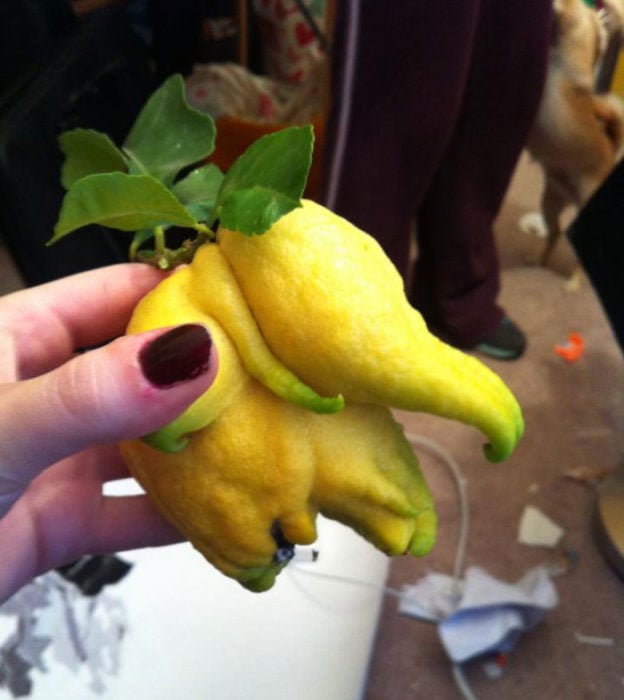Vegetales formas curiosas - limón elefante