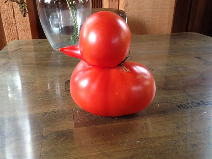 Vegetales formas curiosas - tomate parece pato