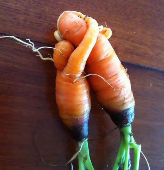 Vegetales formas curiosas - zanahorias abrazadas 