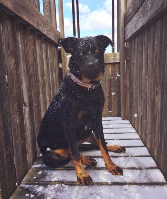 Perrita con ojos de dos colores