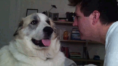 perro trolleando a su humano