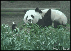panda lanzando a otro panda