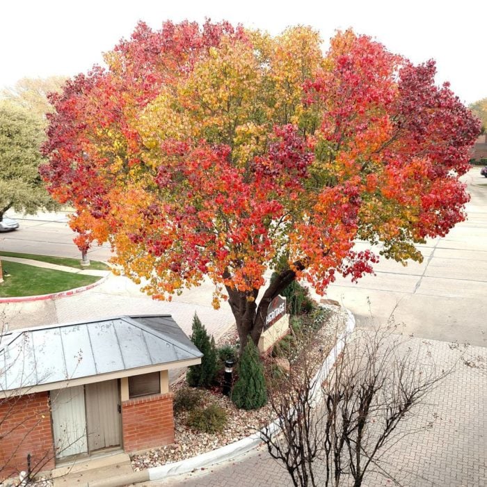 árbol con los colores del otoño