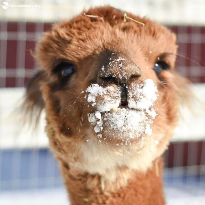 alpaca bebé 