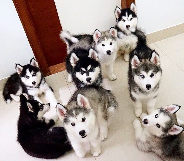 ocho cachorros huskies