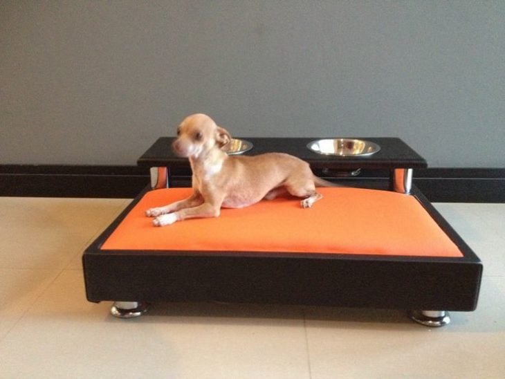 cama moderna para perros