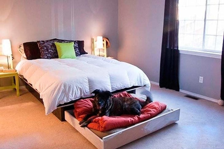 cama para humanos y perros