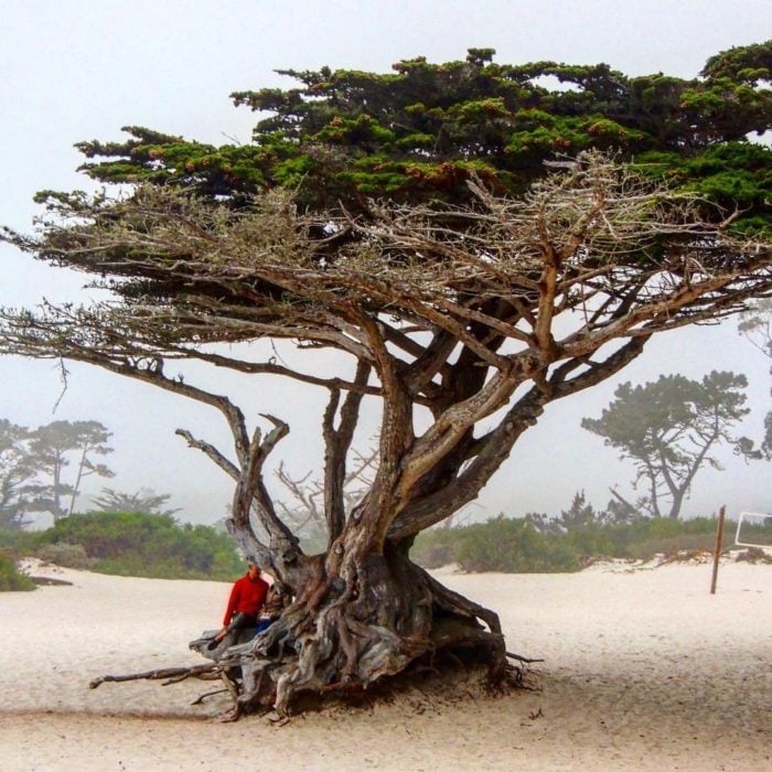 Árbol de ciprés soplado